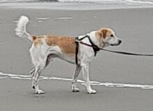 DINUS, Hund, Mischlingshund in Erfurt - Bild 4