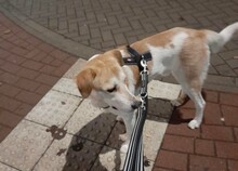 DINUS, Hund, Mischlingshund in Erfurt - Bild 5