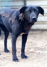 LILO, Hund, Mischlingshund in Rumänien - Bild 2