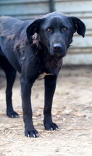 LILO, Hund, Mischlingshund in Rumänien - Bild 3