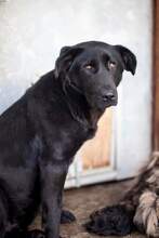 LILO, Hund, Mischlingshund in Rumänien - Bild 4