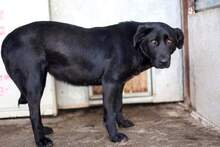LILO, Hund, Mischlingshund in Rumänien - Bild 5