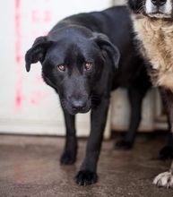 LILO, Hund, Mischlingshund in Rumänien - Bild 6