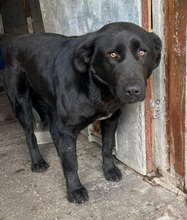 LILO, Hund, Mischlingshund in Rumänien - Bild 7