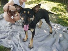 REXY, Hund, Deutscher Schäferhund-Kelpie-Mix in Ungarn - Bild 12