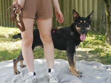 REXY, Hund, Deutscher Schäferhund-Kelpie-Mix in Ungarn - Bild 13