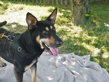 REXY, Hund, Deutscher Schäferhund-Kelpie-Mix in Ungarn - Bild 14