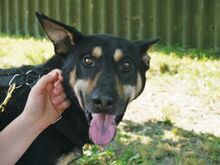 REXY, Hund, Deutscher Schäferhund-Kelpie-Mix in Ungarn - Bild 15