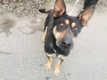 REXY, Hund, Deutscher Schäferhund-Kelpie-Mix in Ungarn - Bild 16