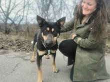 REXY, Hund, Deutscher Schäferhund-Kelpie-Mix in Ungarn - Bild 17