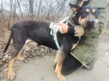 REXY, Hund, Deutscher Schäferhund-Kelpie-Mix in Ungarn - Bild 19