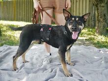 REXY, Hund, Deutscher Schäferhund-Kelpie-Mix in Ungarn - Bild 2