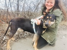 REXY, Hund, Deutscher Schäferhund-Kelpie-Mix in Ungarn - Bild 20