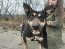 REXY, Hund, Deutscher Schäferhund-Kelpie-Mix in Ungarn - Bild 21