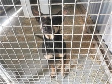 REXY, Hund, Deutscher Schäferhund-Kelpie-Mix in Ungarn - Bild 24