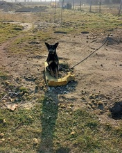 REXY, Hund, Deutscher Schäferhund-Kelpie-Mix in Ungarn - Bild 25