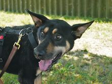 REXY, Hund, Deutscher Schäferhund-Kelpie-Mix in Ungarn - Bild 3