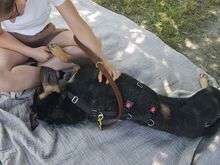 REXY, Hund, Deutscher Schäferhund-Kelpie-Mix in Ungarn - Bild 7