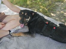 REXY, Hund, Deutscher Schäferhund-Kelpie-Mix in Ungarn - Bild 9