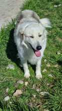VENDY, Hund, Mischlingshund in Rumänien - Bild 1