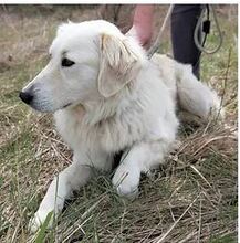 VENDY, Hund, Mischlingshund in Rumänien - Bild 3