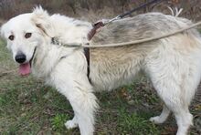 VENDY, Hund, Mischlingshund in Rumänien - Bild 4