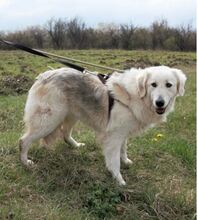 VENDY, Hund, Mischlingshund in Rumänien - Bild 5