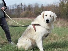 VENDY, Hund, Mischlingshund in Rumänien - Bild 6