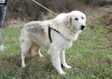 VENDY, Hund, Mischlingshund in Rumänien - Bild 7