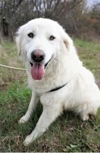 VIKTORY, Hund, Mischlingshund in Rumänien - Bild 2