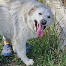 VIKTORY, Hund, Mischlingshund in Rumänien - Bild 3