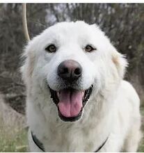 VIKTORY, Hund, Mischlingshund in Rumänien - Bild 4