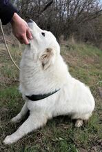 VIKTORY, Hund, Mischlingshund in Rumänien - Bild 5