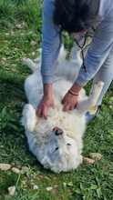 VIKTORY, Hund, Mischlingshund in Rumänien - Bild 6