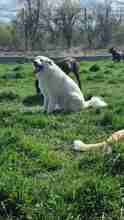 VIKTORY, Hund, Mischlingshund in Rumänien - Bild 7