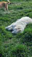 VIKTORY, Hund, Mischlingshund in Rumänien - Bild 8