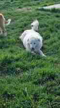 VIKTORY, Hund, Mischlingshund in Rumänien - Bild 9
