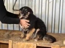 LENE, Hund, Mischlingshund in Rumänien - Bild 10