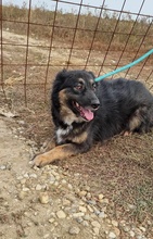 LENE, Hund, Mischlingshund in Rumänien - Bild 12