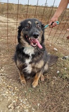 LENE, Hund, Mischlingshund in Rumänien - Bild 14