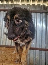 LENE, Hund, Mischlingshund in Rumänien - Bild 15