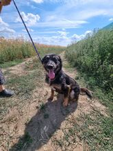 LENE, Hund, Mischlingshund in Rumänien - Bild 2