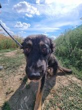 LENE, Hund, Mischlingshund in Rumänien - Bild 3