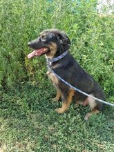 LENE, Hund, Mischlingshund in Rumänien - Bild 4