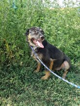 LENE, Hund, Mischlingshund in Rumänien - Bild 5