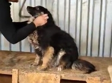 LENE, Hund, Mischlingshund in Rumänien - Bild 6
