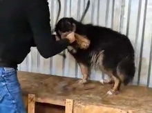 LENE, Hund, Mischlingshund in Rumänien - Bild 7