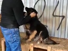 LENE, Hund, Mischlingshund in Rumänien - Bild 9