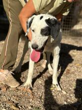 MARNI, Hund, Maremmano-Mix in Italien - Bild 32