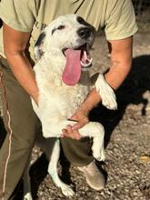 MARNI, Hund, Maremmano-Mix in Italien - Bild 33